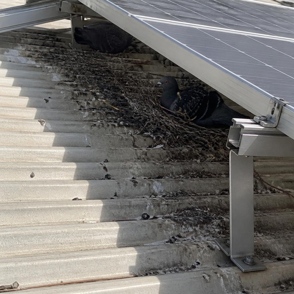 Before: Pigeon Proofing Around Solar Array in Chermside, North Brisbane